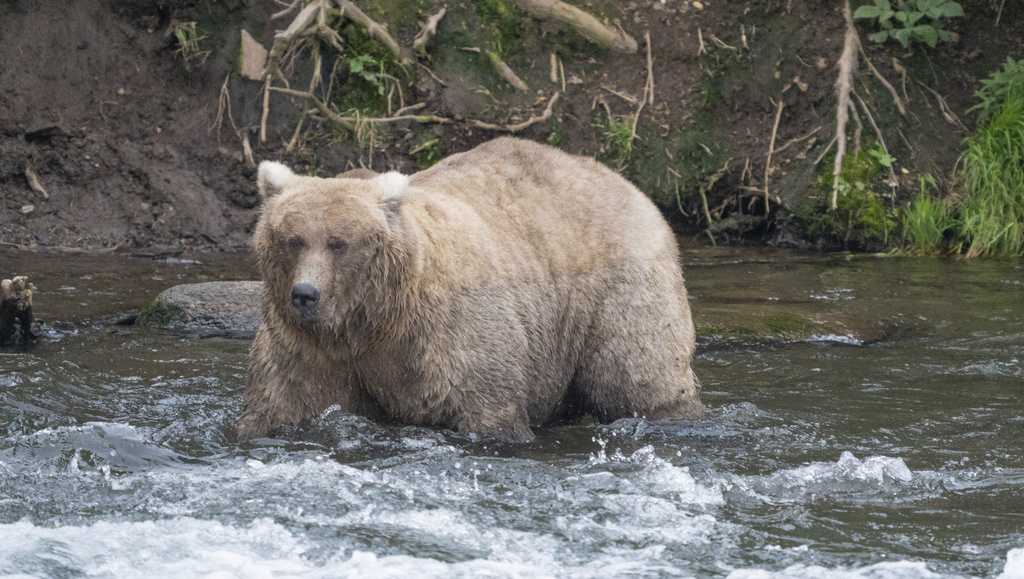 The chunkiest of chunks face off in Alaska’s Fat Bear Week contests [Video]