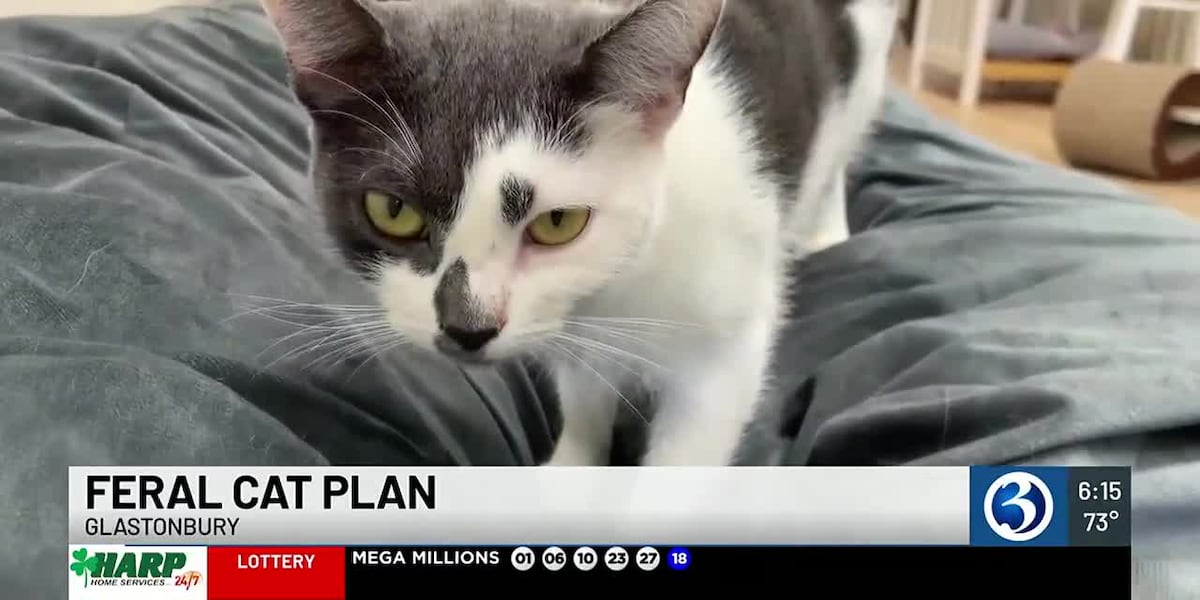 Law over feral cats causing outrage in North Haven [Video]