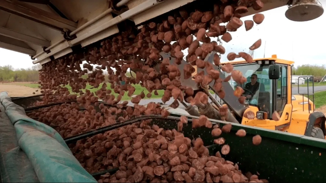 UMaine potato breed takes over longtime favorites [Video]