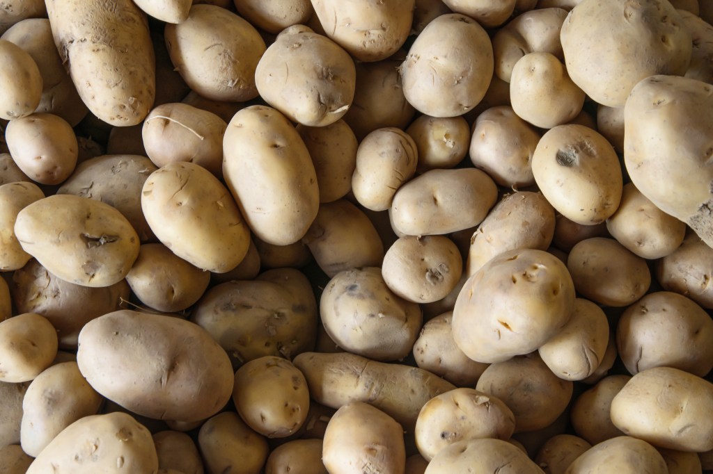 UMaine potato breed edges out longtime favorites [Video]