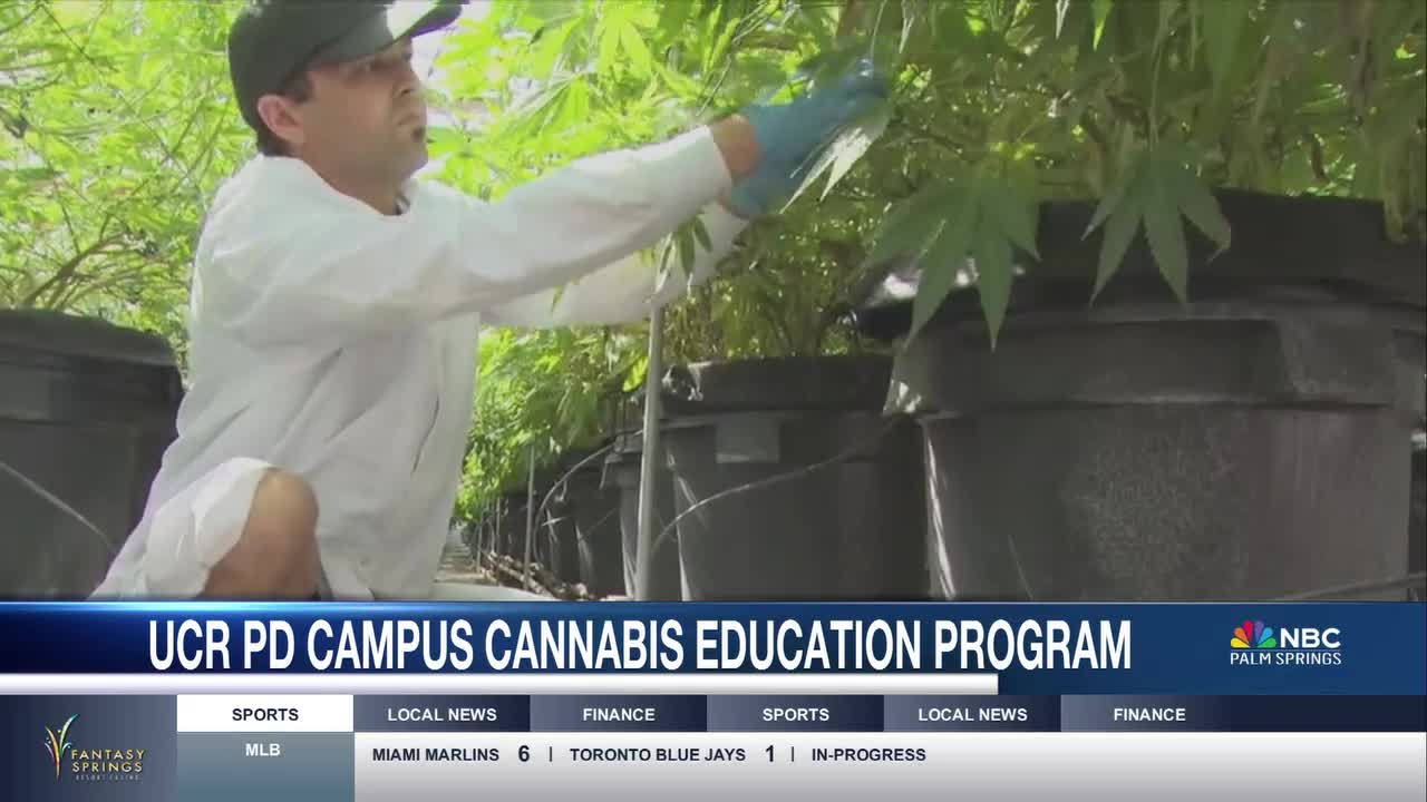 UC Riverside Palm Desert Campus Launches Online Cannabis Education Program [Video]