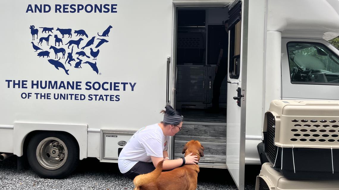 US Humane Society transporting pets out of upper East TN shelters, helping make room for displaced animals [Video]