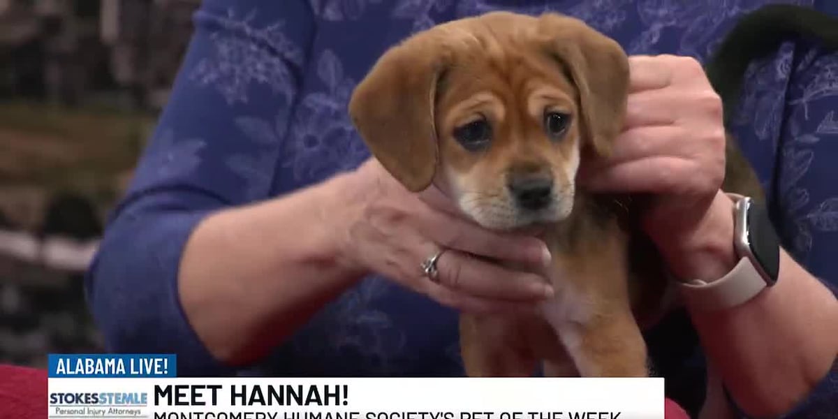 Pet of the Week: Hannah [Video]