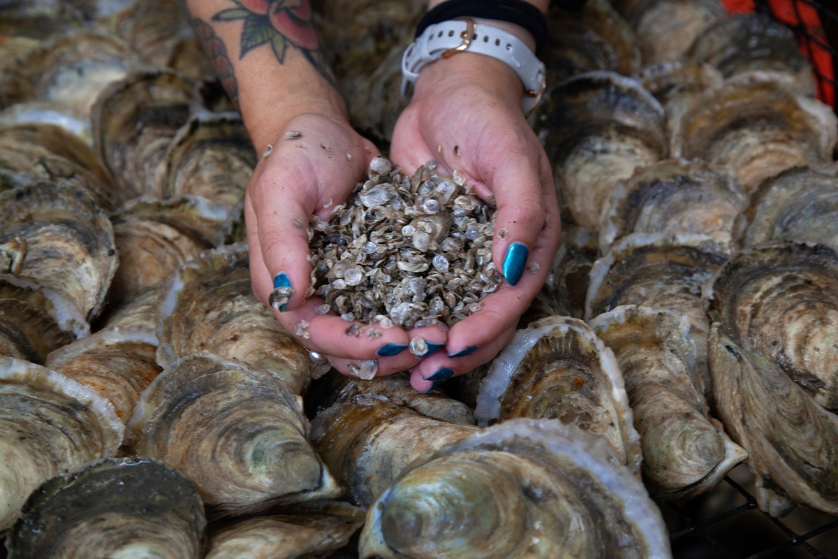 Growing oysters and an industry in the Delaware, Rehoboth Bays [Video]