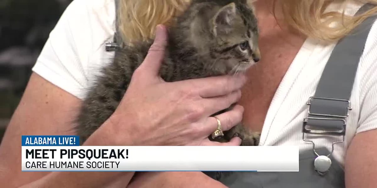 Bring home a new family member from the CARE Humane Society [Video]