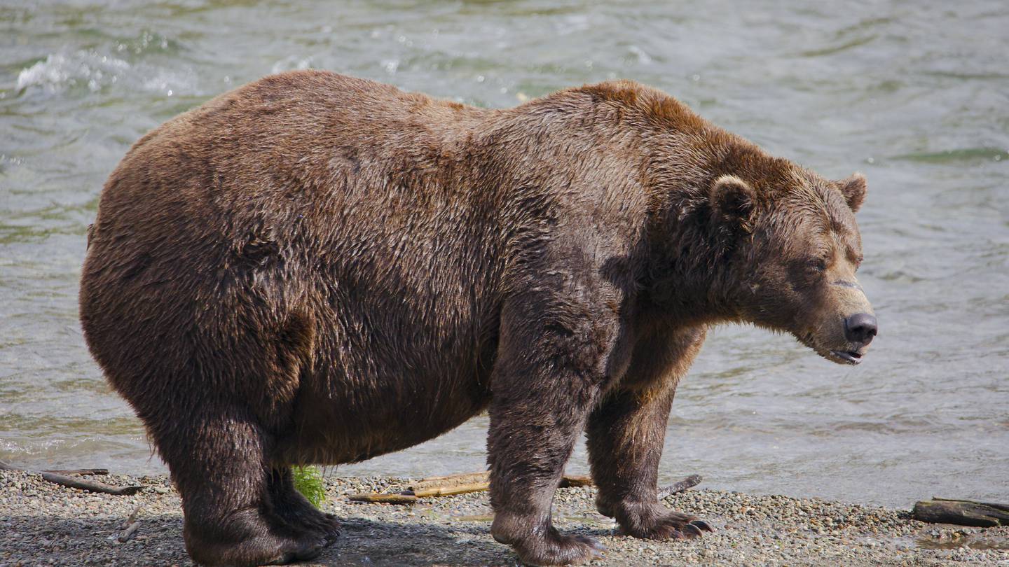 Online voting in Alaska’s Fat Bear Week contest starts after an attack killed 1 contestant  WSOC TV [Video]