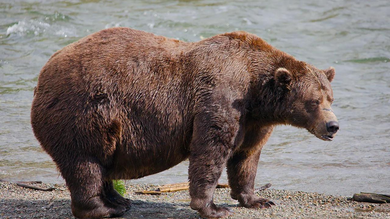 Online voting in Alaskas Fat Bear Week contest starts after an attack killed 1 contestant [Video]