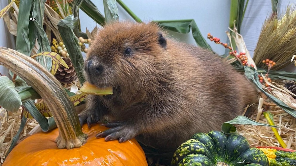 Video Court to decide fate of adorable, orphaned beaver [Video]