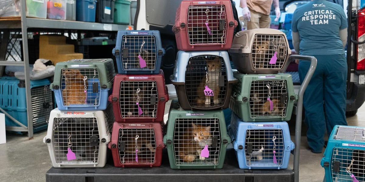 Dozens of cats rescued from overcrowded home in Wadena County [Video]