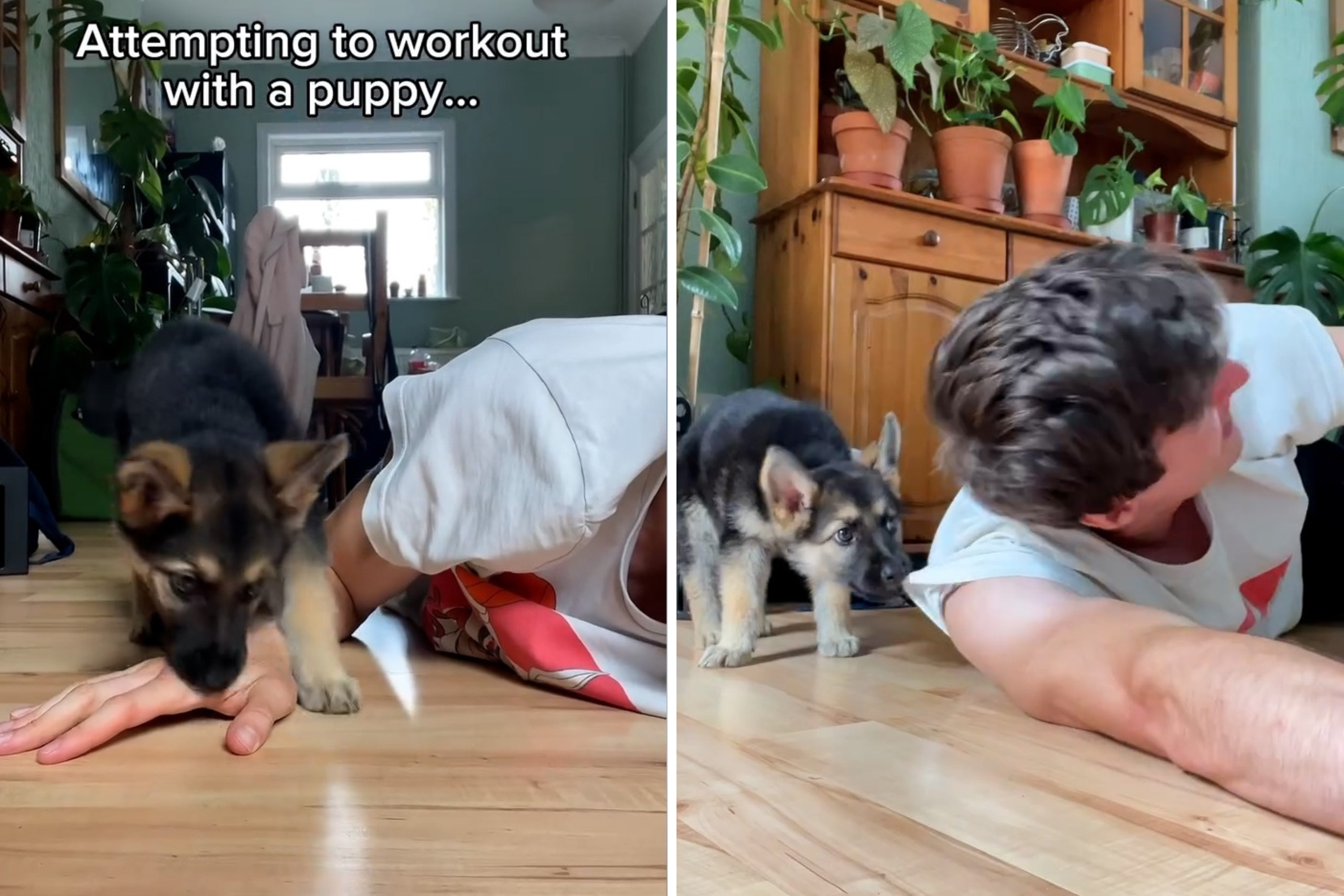 Man With New German Shepherd Puppy Attempts WorkoutGoes as You’d Expect [Video]