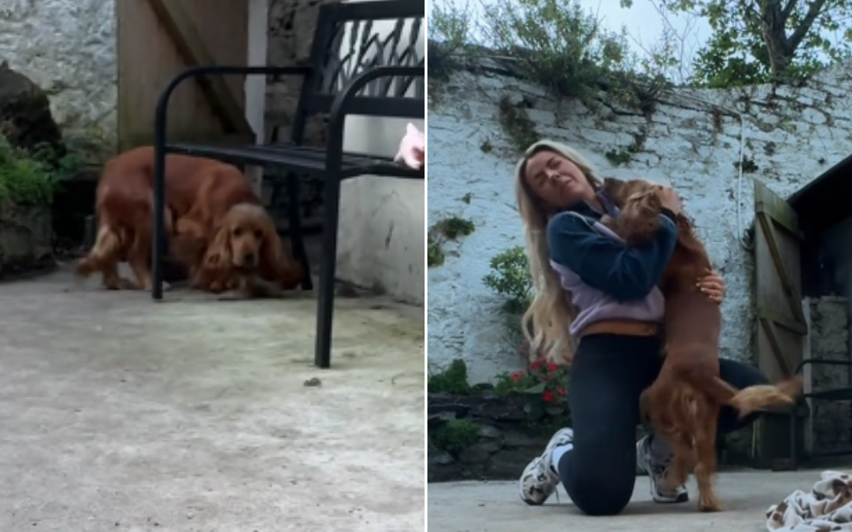 Woman Surprising Rescue Dog After 6 Week Trip Gets Unexpected Response [Video]