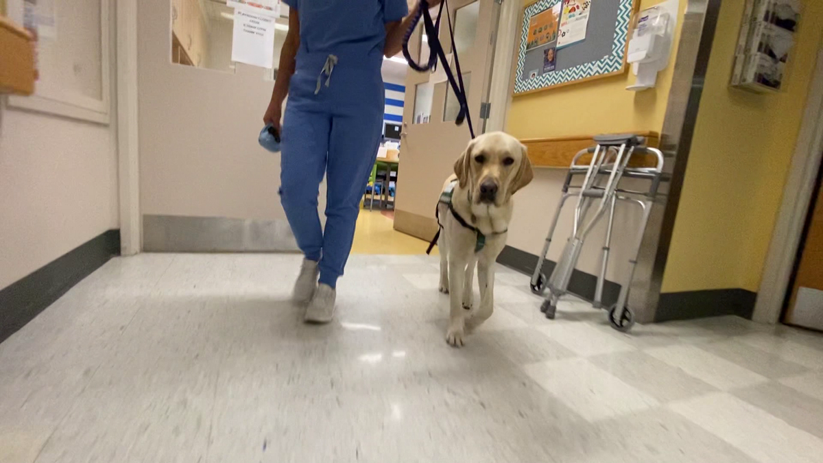 Dog helps ease anxiety, pain for young Massachusetts patients [Video]