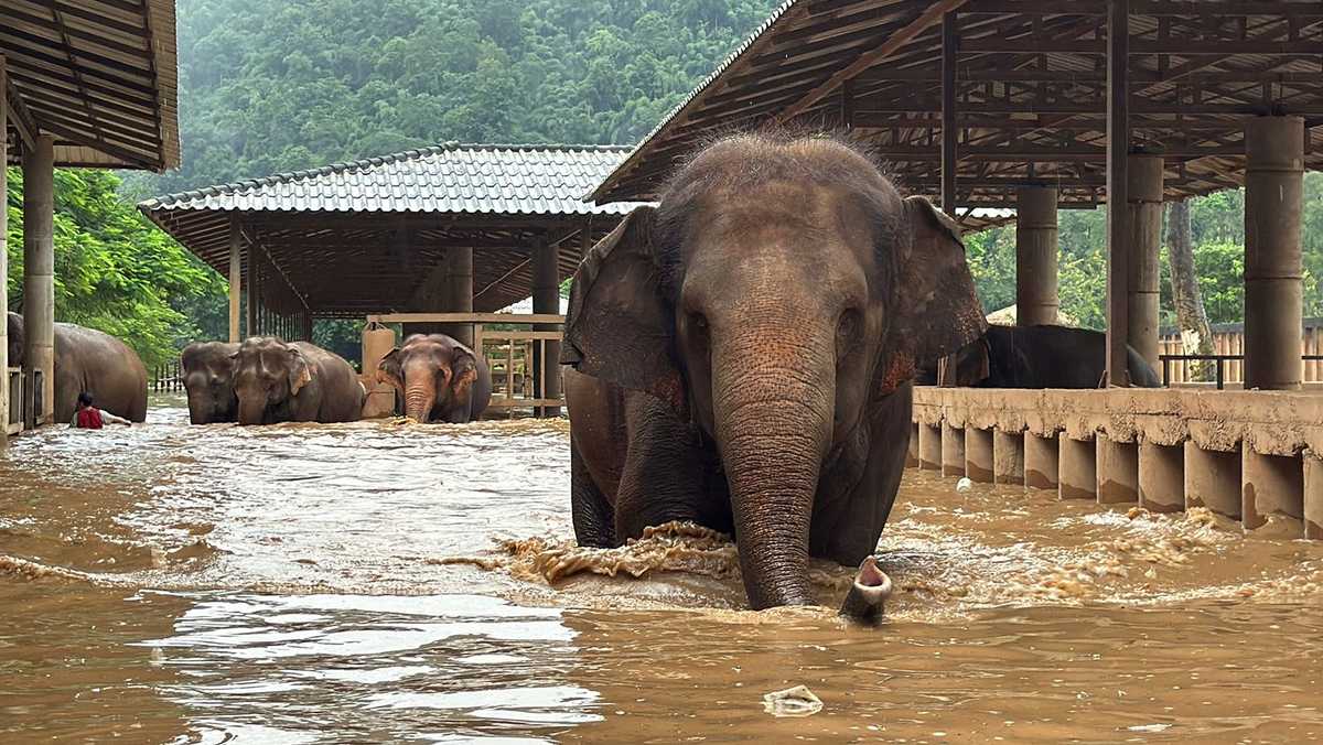 About 100 elephants escape flash floods at sanctuary in Thailand [Video]