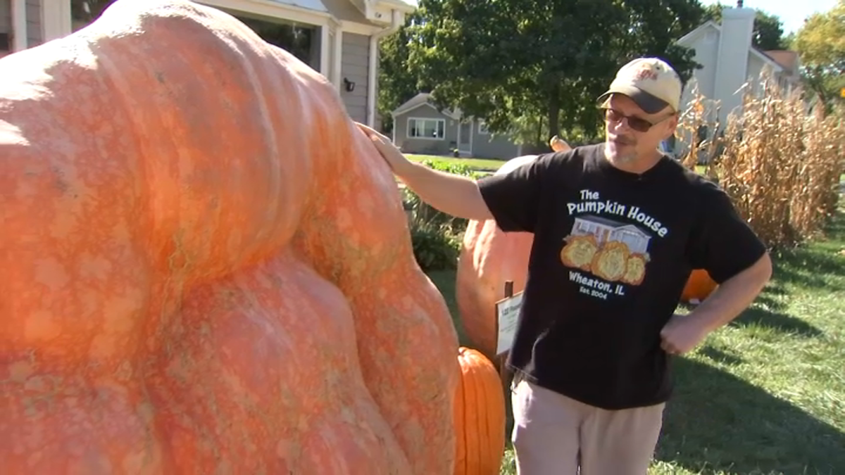 Wheaton man wins state title for 2,000 pound pumpkin  NBC Chicago [Video]