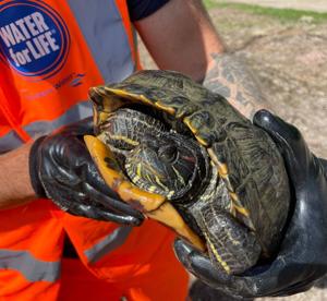 Dinner-plate sized turtle rescued from water plant [Video]