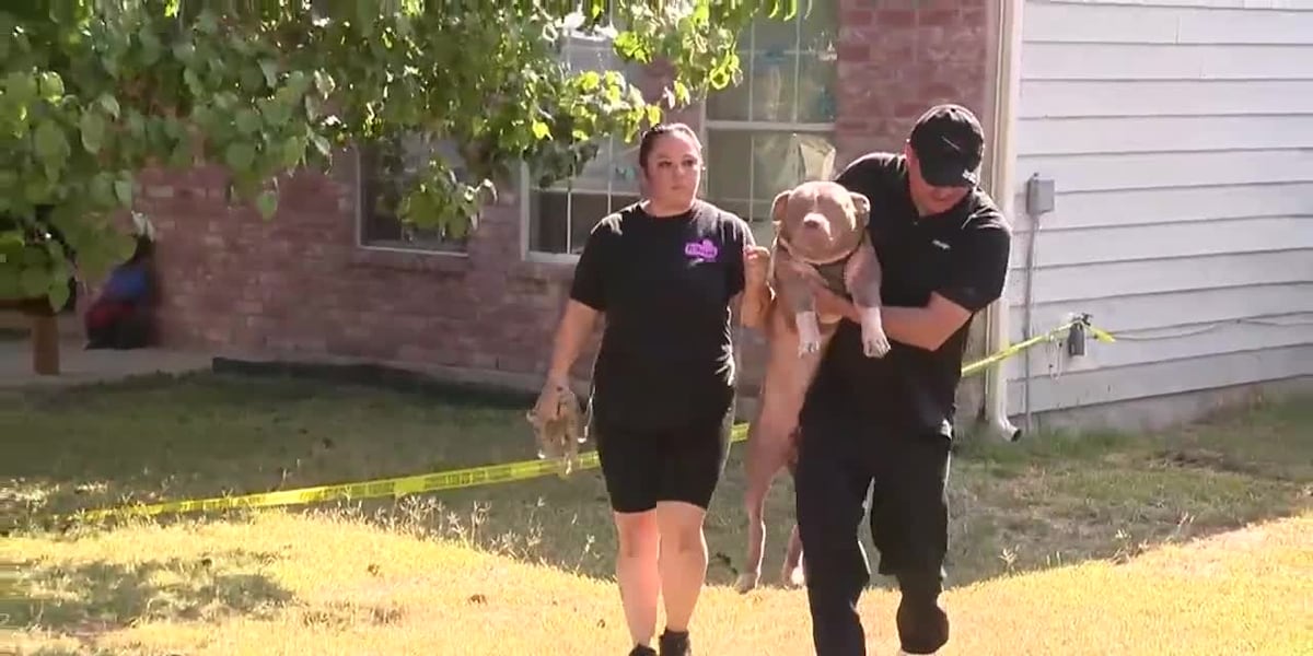 SCENE VIDEO: Babysitter arrested after 1-year-old boy attacked by multiple dogs