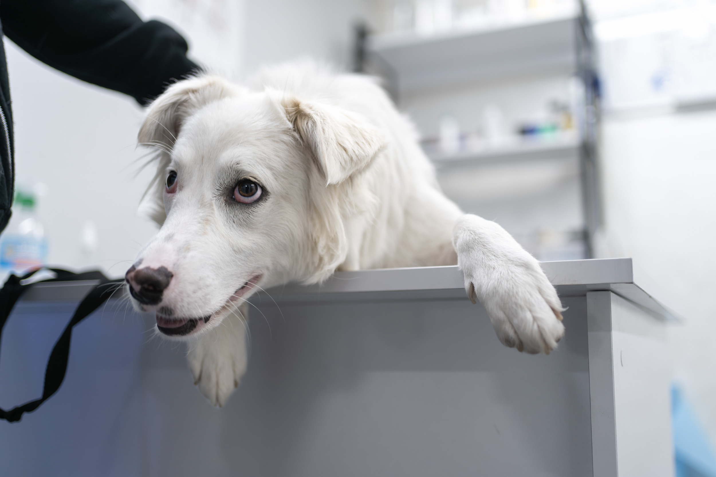 Dog High After Dental Work Has Internet in Stitches: ‘Is This Real Life?’ [Video]