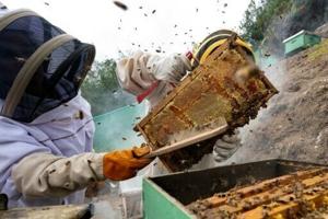 How climate funds helped Perus women beekeepers stay afloat [Video]