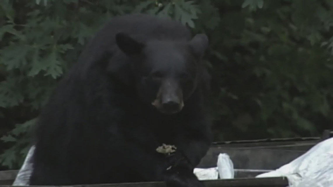 TWRA offering grants for bear-resistant garbage containers [Video]