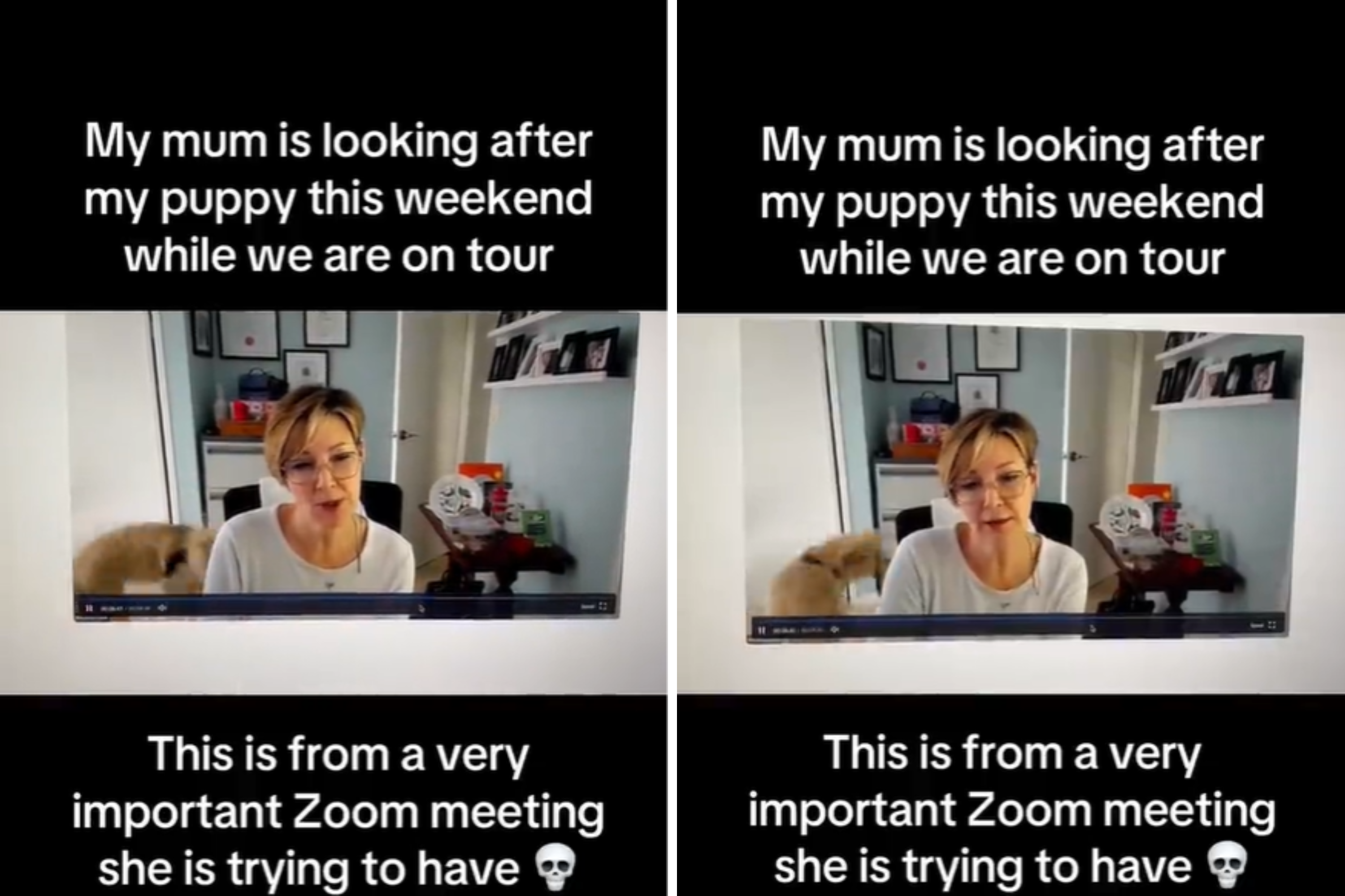 Puppy’s Behavior on Grandma’s Important Work Call Delights Internet [Video]