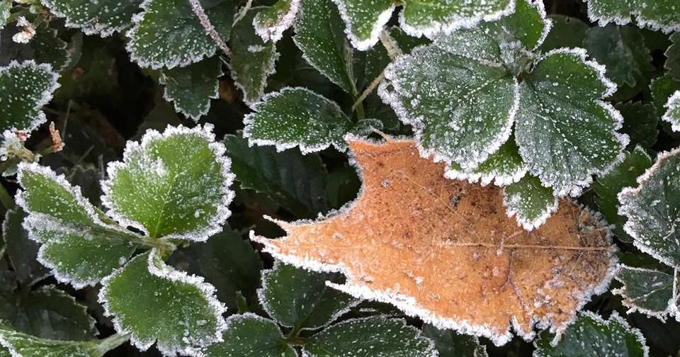 Frost is coming tonight to Lancaster County; Here’s how to protect your plants | Home & Garden [Video]