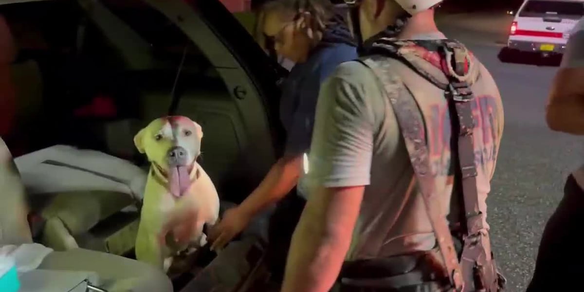 Firefighter rescues dog that fell down a 14-foot hole [Video]