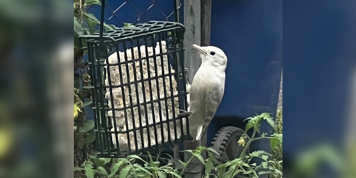 Woman Sets Up Bird Feeder And Attracts An Extremely Rare Visitor [Video]