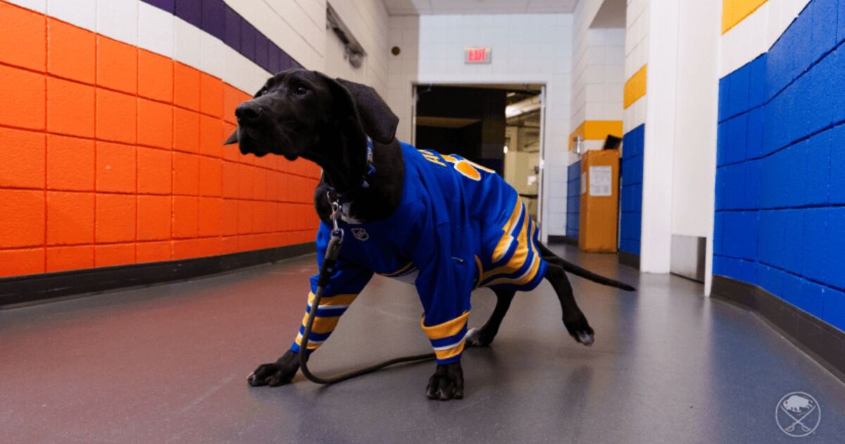 Buffalo Sabres introduce 10-week-old Audie as team dog for 2024-25 season [Video]