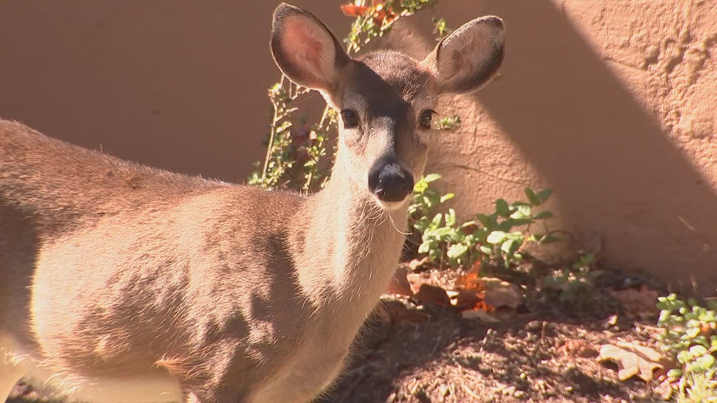 Hundreds of SC deer to be picked up, sterilized offsite  WSOC TV [Video]