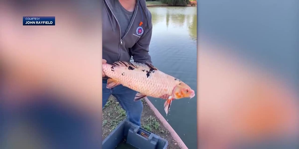 Fisherman catches unusual 14-pound koi in pond [Video]