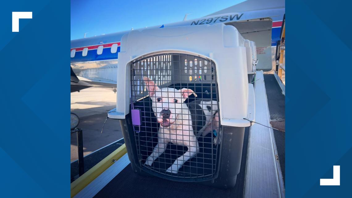 Sandusky dog warden takes in dogs from hurricanes Helene, Milton [Video]