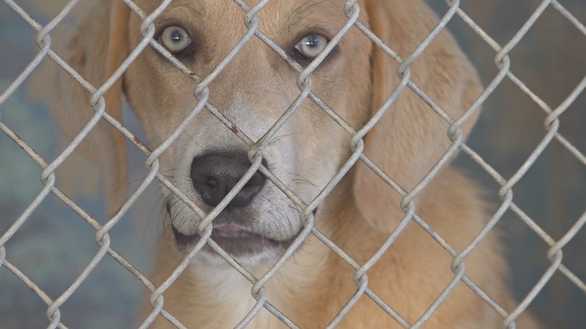 Nearly 100 animals set to be moved from SPCA Tampa Bay [Video]