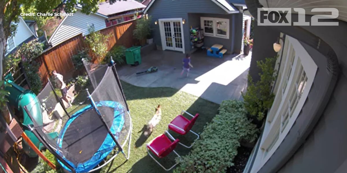 Video shows coyote chasing little girl through Portland backyard [Video]