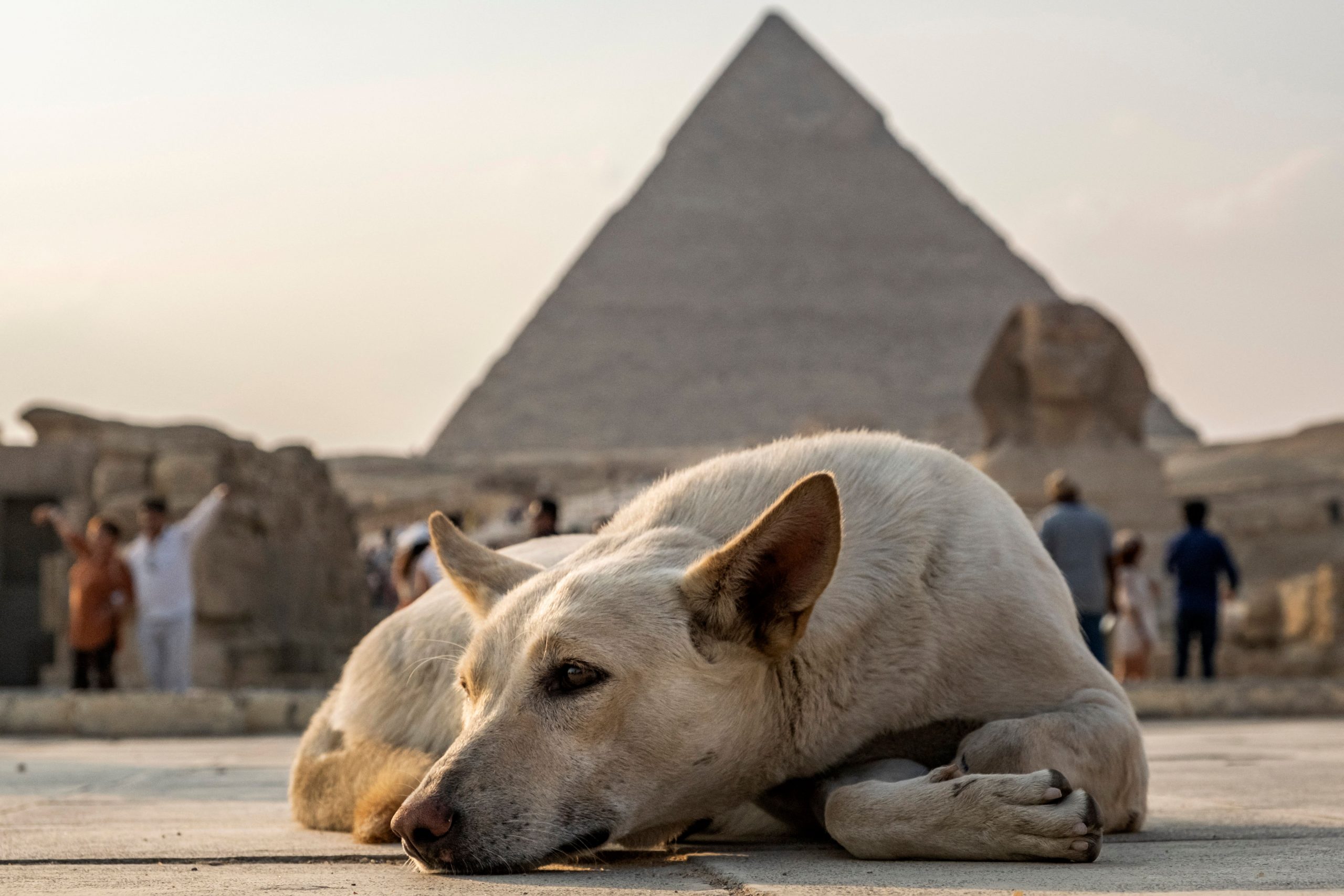 Stray Dogs Pyramid Climb Goes ViralAnd Raises Concerns for Gizas Ancient Monuments [Video]