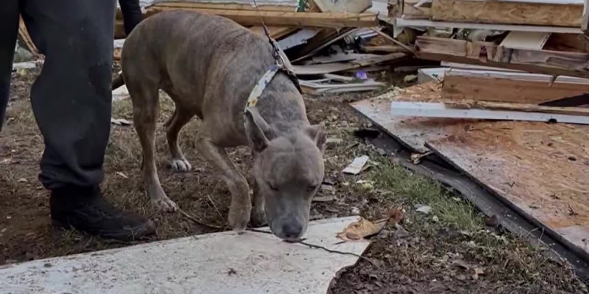 Dog found alive 6 days after home explosion [Video]