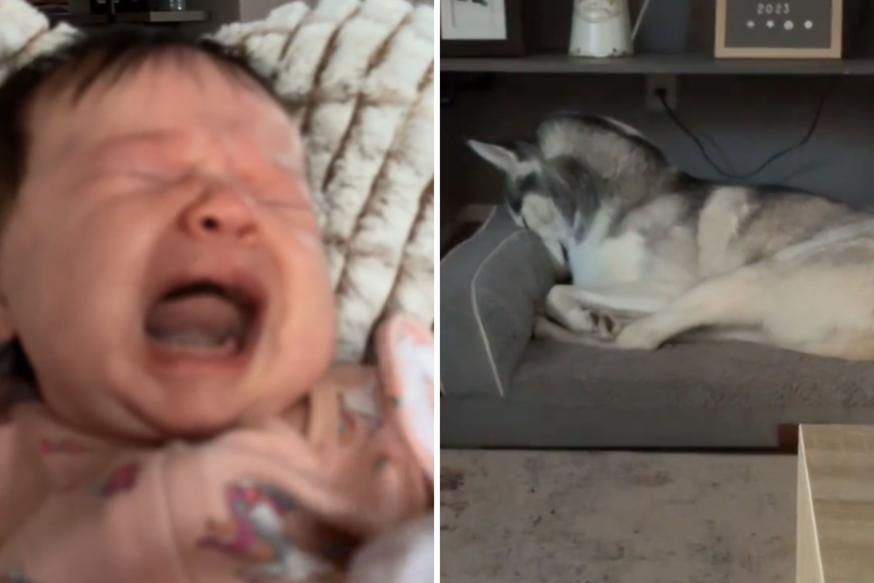 Mom Shares Dog’s Way of Coping With Newborn Crying: ‘In the Trenches’ [Video]