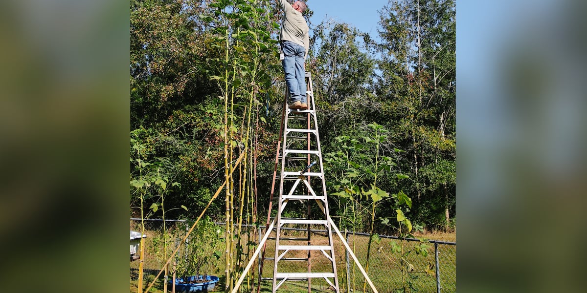 Reaching new heights: Mobile couples okra plant could break a world record [Video]