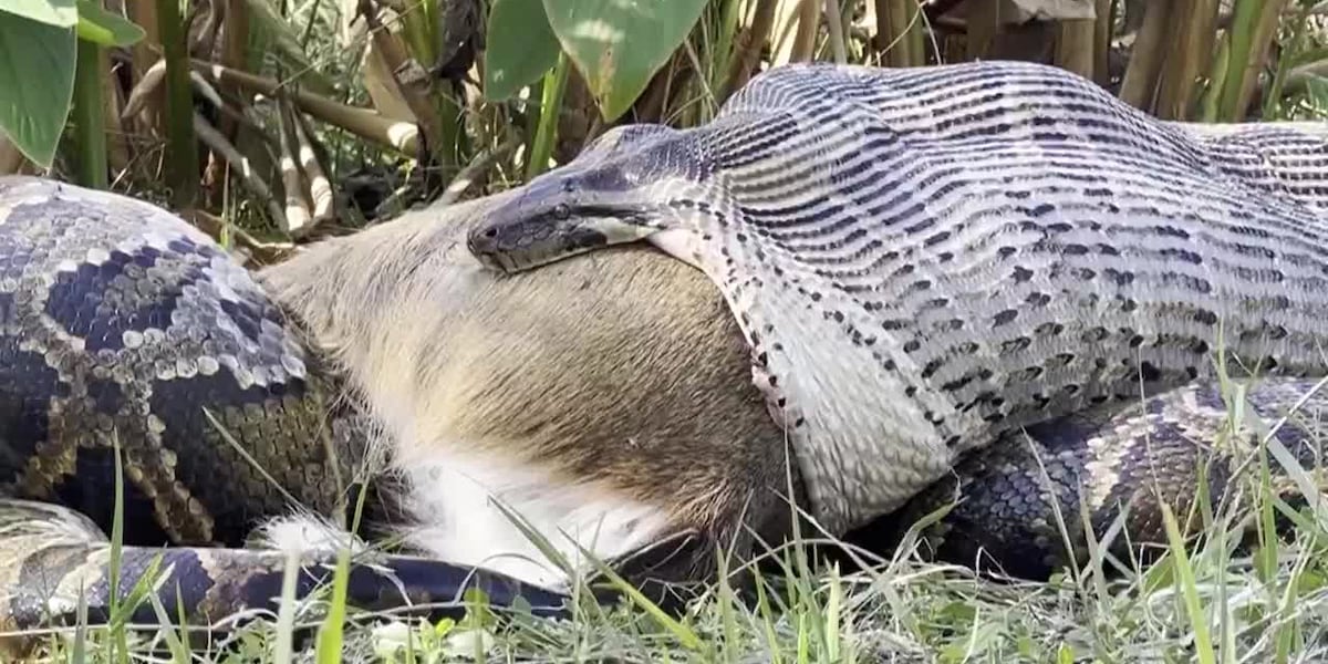 Researchers catch python swallowing full-sized deer [Video]