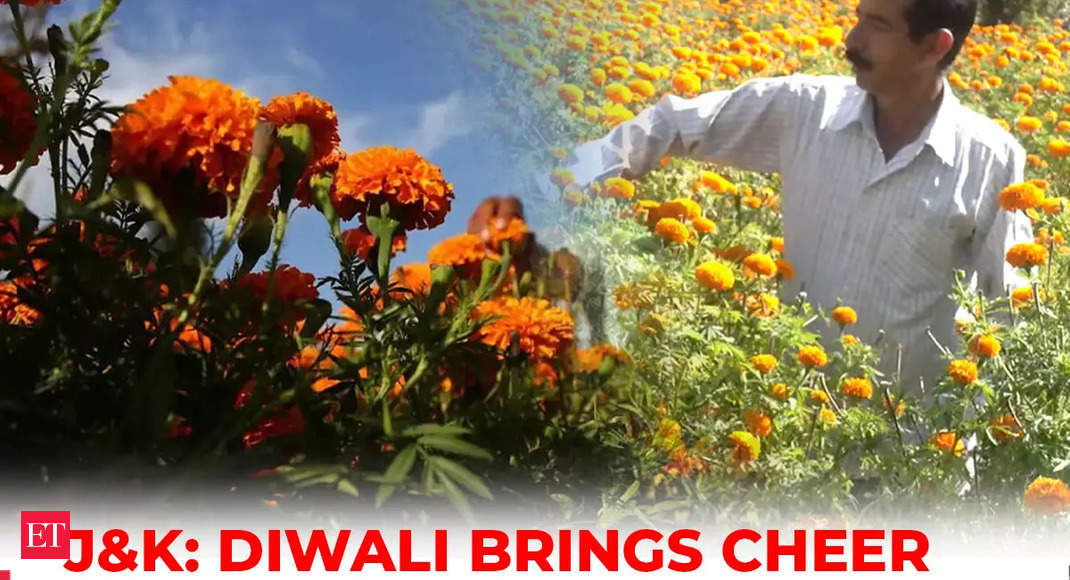 Udhampur, J&K: Diwali brings cheer to Udhampur Marigold farmers; govt subsidies aid farmers – The Economic Times Video