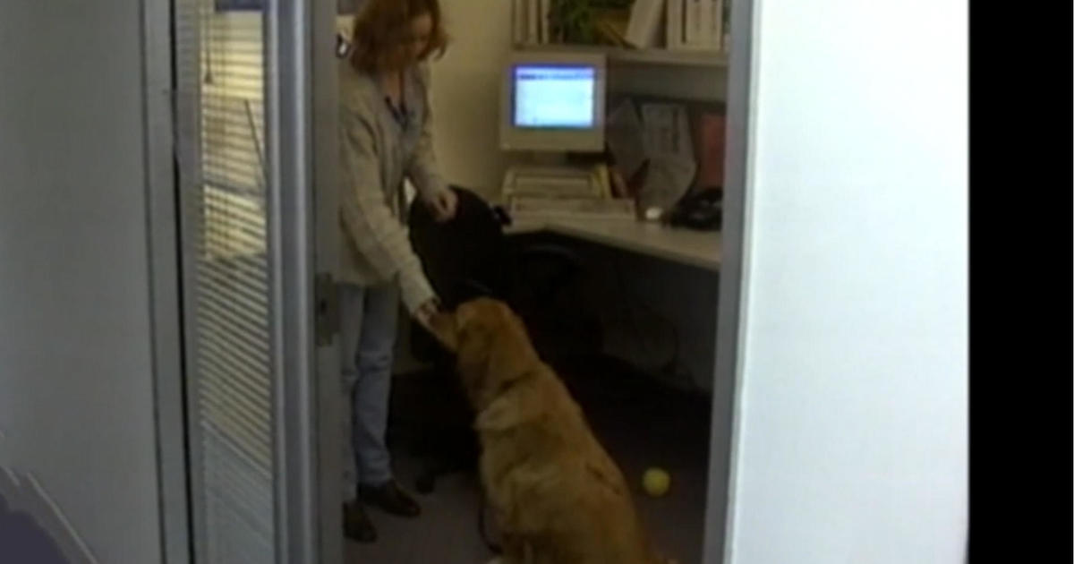 “Mornings Memory”: How bringing dogs to work boosted productivity in California office [Video]