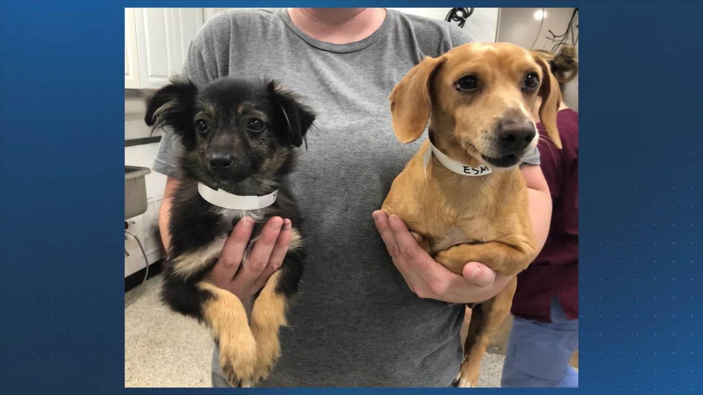 23 small dogs surrendered to Massachusetts animal shelter adopted, four more dogs need homes  Boston 25 News [Video]