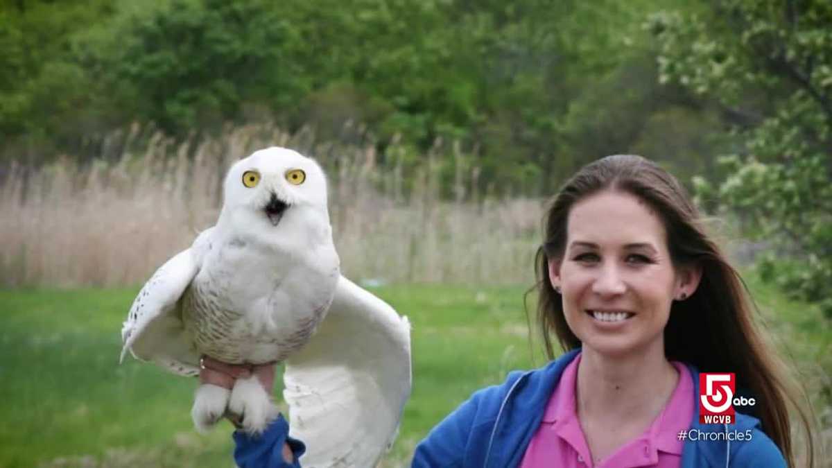 Bird lover creates safe haven for injured raptors [Video]