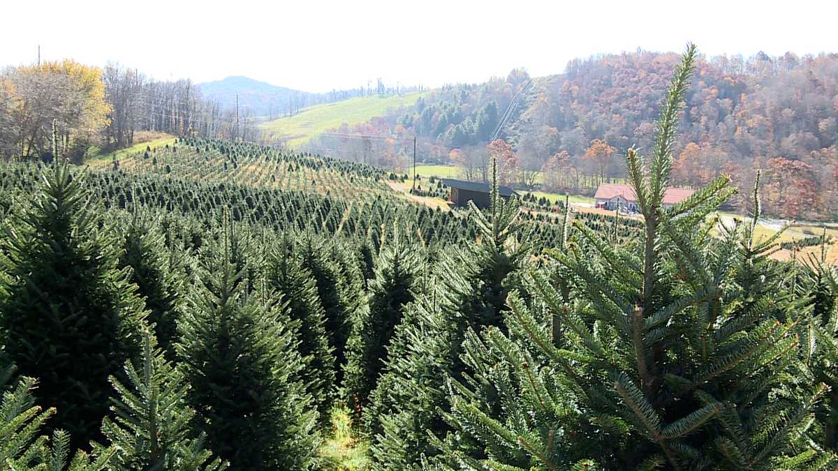 Hurricane Helene won’t play Grinch for Christmas Tree farmers [Video]