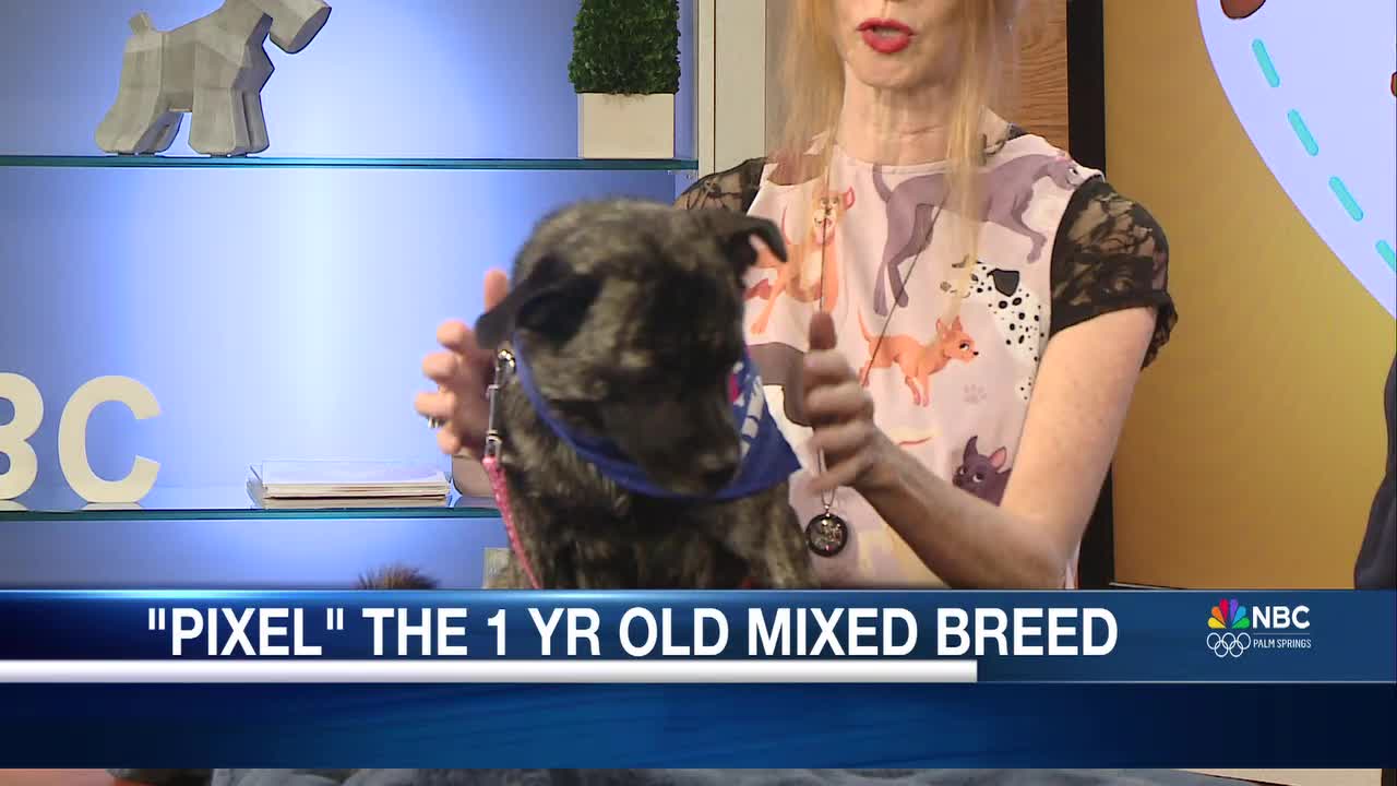 Meet Pixel: Pet of the Week Looking for Her Forever Home [Video]