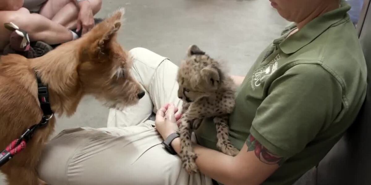 3 cheetah companion dogs retire from Cincinnati Zoo [Video]