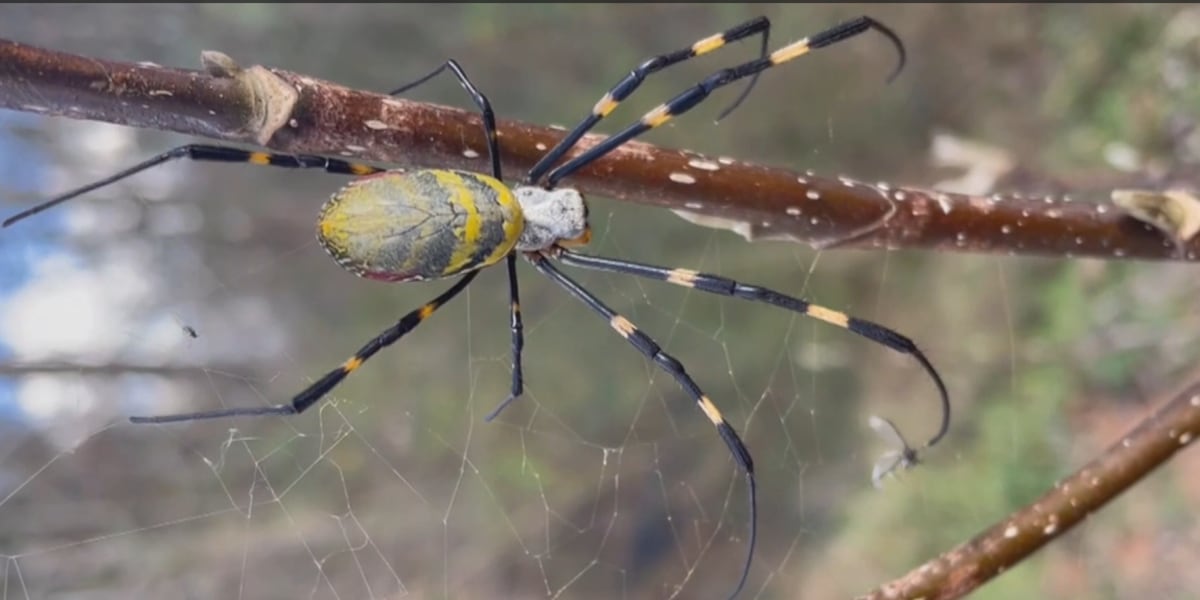 Expert: Spiders work like exterminators to help keep you safe [Video]