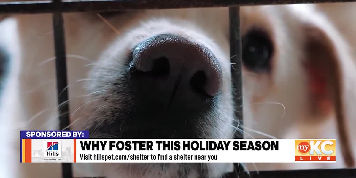 Foster a Pet this Holiday Season [Video]