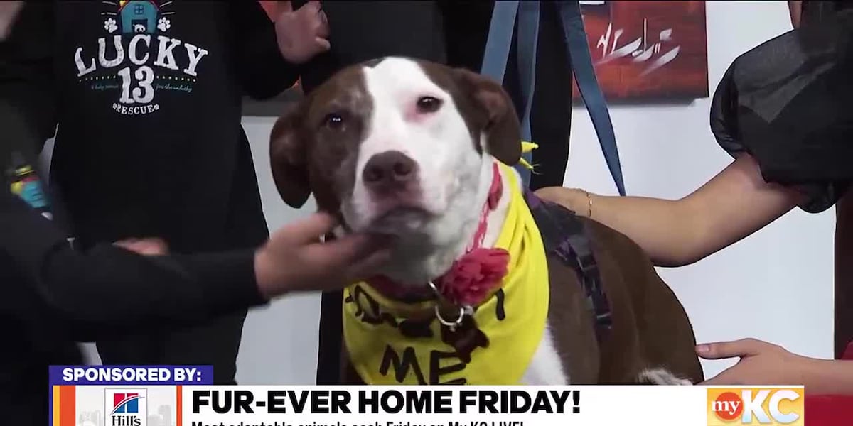 FurEver Home Friday: Lucky 13 Pet Rescue [Video]