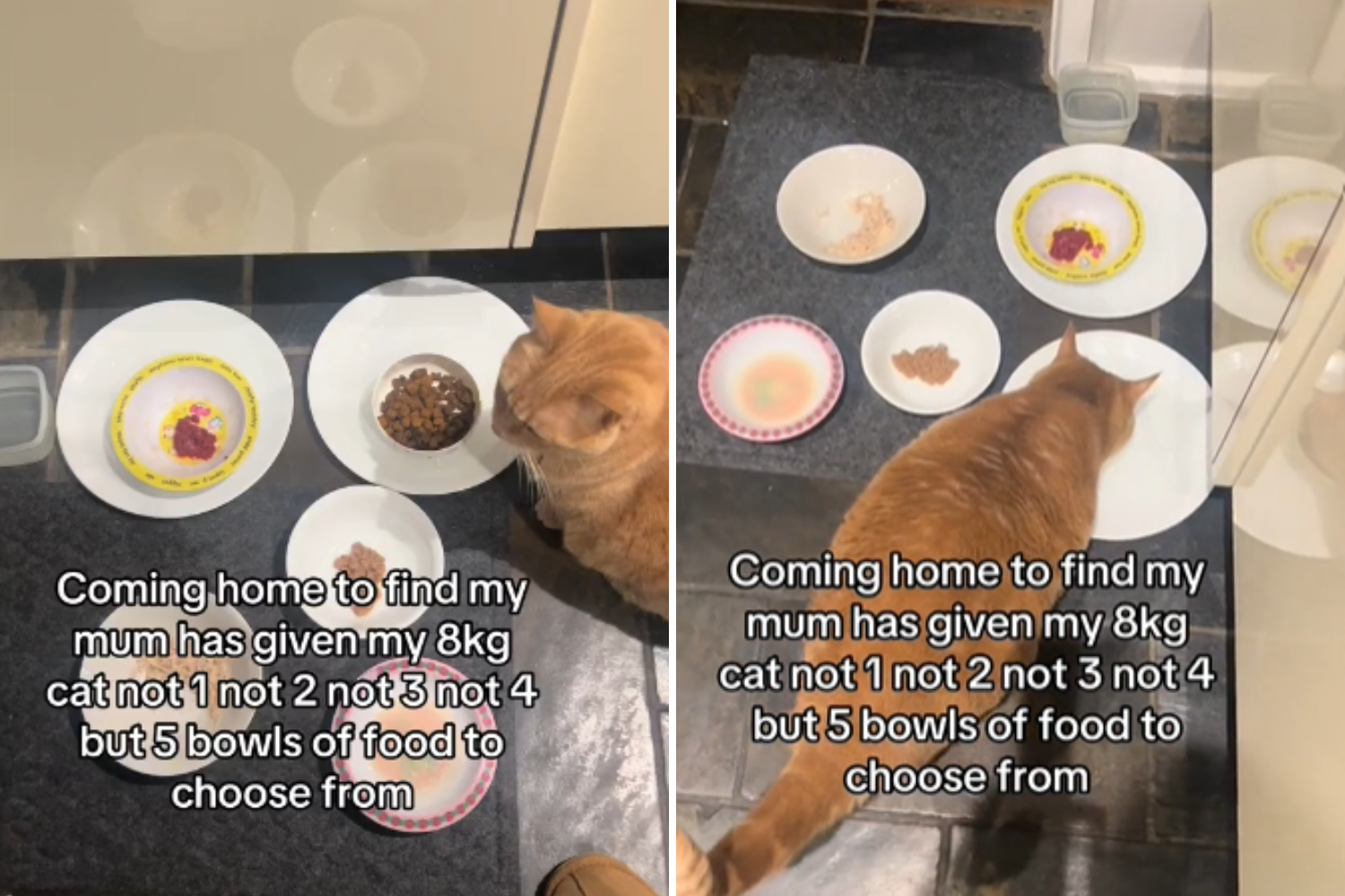 Woman Comes Home, Can’t Believe What Mom Is Feeding Cat ‘In This Economy’ [Video]