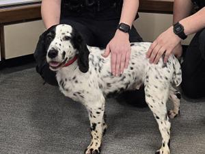 Dog reunited with owners eight years after being stolen [Video]